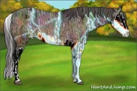 Horse Color:Nacre Bay Sabino Splash Appaloosa  and Thunderstruck Bay Ice Sabino Splash Appaloosa Rabicano 