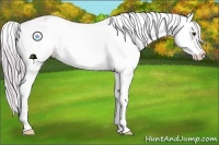 Horse Color:Watercolor Palomino Sabino Appaloosa 