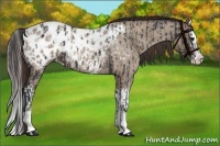 Horse Color:Blue Roan Sabino Splash Appaloosa  and Classic Champagne Roan Sabino Splash Appaloosa 