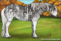 Horse Color:Gray White Spotted Black  and Gray White Spotted Silver Black 