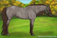 Horse Color:Liver Red Roan 