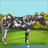 Horse Color:White Spotted Liver Chestnut Mushroom