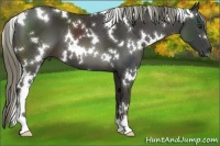 Horse Color:White Spotted Liver Chestnut