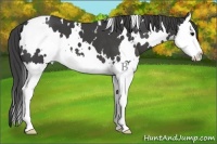 Horse Color:White Spotted Smoky Black Splash 