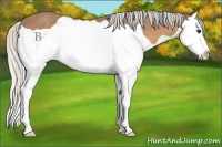 Horse Color:Silver Buckskin Splash 