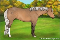 Horse Color:Silver Buckskin 