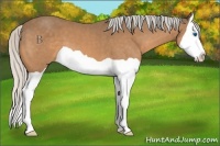 Horse Color:Silver Buckskin Splash 