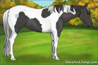 Horse Color:Smoky Black Tobiano 