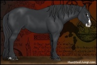 Horse Color:Black Sabino  and Black Sabino Splash 