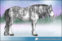 Horse Color:Black Ice Sabino  and Black Sabino 