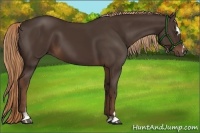 Horse Color:Liver Chestnut Sabino