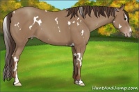 Horse Color:White Spotted Classic Champagne Sabino
