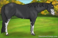 Horse Color:Black Sabino  and Black Sabino 