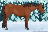 Horse Color:Bay Sabino 