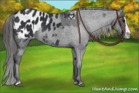 Horse Color:Black Sabino Splash Appaloosa  and Black Sabino Splash Appaloosa Rabicano 