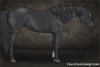 Horse Color:Black Sabino  and Black Sabino Rabicano 