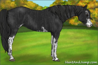 Horse Color:Black Sabino and Gray Black Sabino