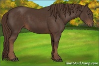 Horse Color:Liver Chestnut Sabino