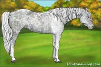 Horse Color:Silver Grullo Chinchilla Ice Tobiano  and Silver Grullo Chinchilla Ice Tobiano Rabicano 