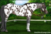 Horse Color:Bay Roan Appaloosa 