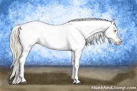 Horse Color:Palomino Sabino Appaloosa and Palomino Sabino Appaloosa