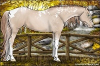 Horse Color:Smoky Black Pearl Sabino Tobiano 