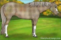 Horse Color:Plaid  Chocolate Palomino 