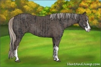 Horse Color:Black Sabino  and Silver Black Sabino 