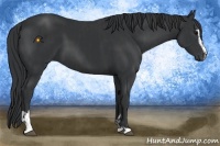 Horse Color:Black Sabino  and Black Sabino 