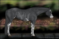 Horse Color:Black Sabino  and Black Sabino Rabicano 