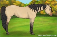 Horse Color:Bay Dun Sabino 