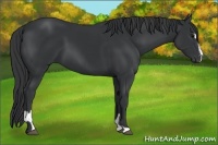 Horse Color:Black Sabino  and Black Sabino 