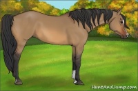 Horse Color:Bay Dun Sabino
