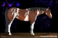 Horse Color:White Spotted Bay 