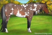 Horse Color:White Spotted Bay Roan Rabicano
