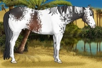Horse Color:White Spotted Brown 