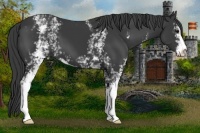 Horse Color:White Spotted Smoky Black Sabino 