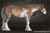 Horse Color:Buckskin Sabino 