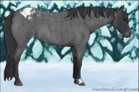 Horse Color:Blue Roan Varnish 