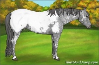 Horse Color:Black Ice Appaloosa