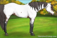 Horse Color:Bay Appaloosa 