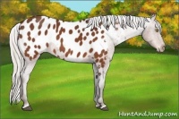 Horse Color:Silver Bay Appaloosa 