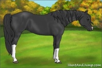 Horse Color:Black  and Black 