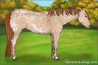 Horse Color:Chestnut Ice 