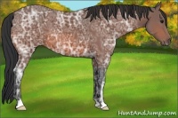 Horse Color:Bay Ice 