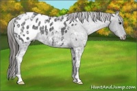Horse Color:Black Ice Appaloosa 