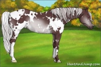 Horse Color:White Spotted Chocolate Silver Brown Chinchilla 