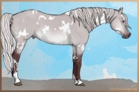 Horse Color:White Spotted Chocolate Silver Brown Chinchilla Dun Sabino 