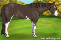 Horse Color:Liver Chestnut Sabino 