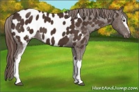 Horse Color:White Spotted Liver Chestnut Appaloosa 